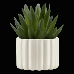 Agave in Pot