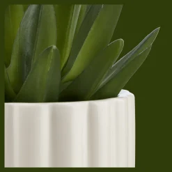 Agave in Pot