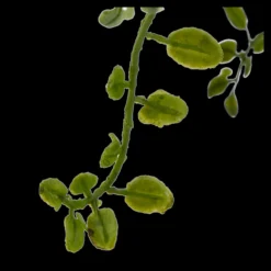Artificial Fern