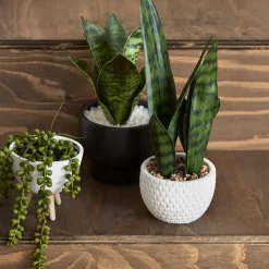 Artificial Plant in Black Matte Ceramic Pot