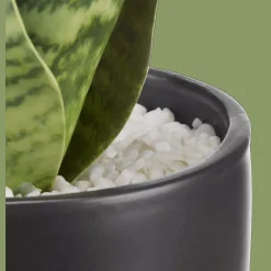 Artificial Plant in Black Matte Ceramic Pot