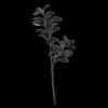 Black Leaves