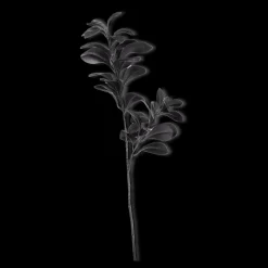 Black Leaves