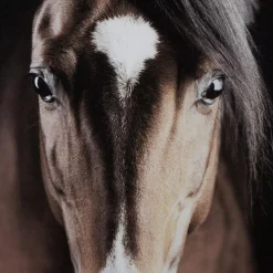 Brown Horse Printed Canvas