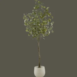 Eucalyptus Tree