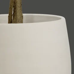 Eucalyptus Tree
