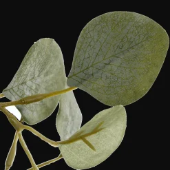 Eucalyptus Tree