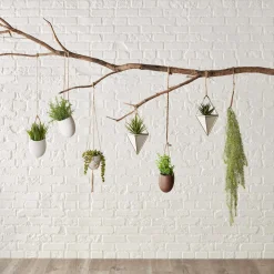 Hanging Eucalyptus