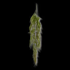 Hanging Fern