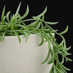 Hanging Vine in Ceramic Pot