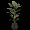 Large Ficus in Black Rattan Pot