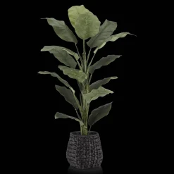 Large Ficus in Black Rattan Pot