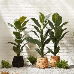Large Ficus in Black Rattan Pot