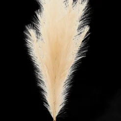 Pampas
