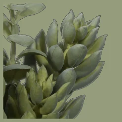 Succulant in Two Tone Pot