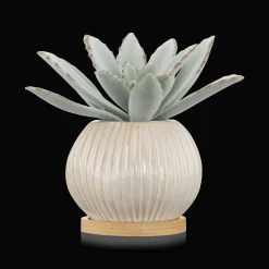Succulent in Ceramic Pot