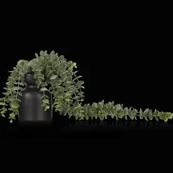 Waterfall Eucalyptus in Black Pot