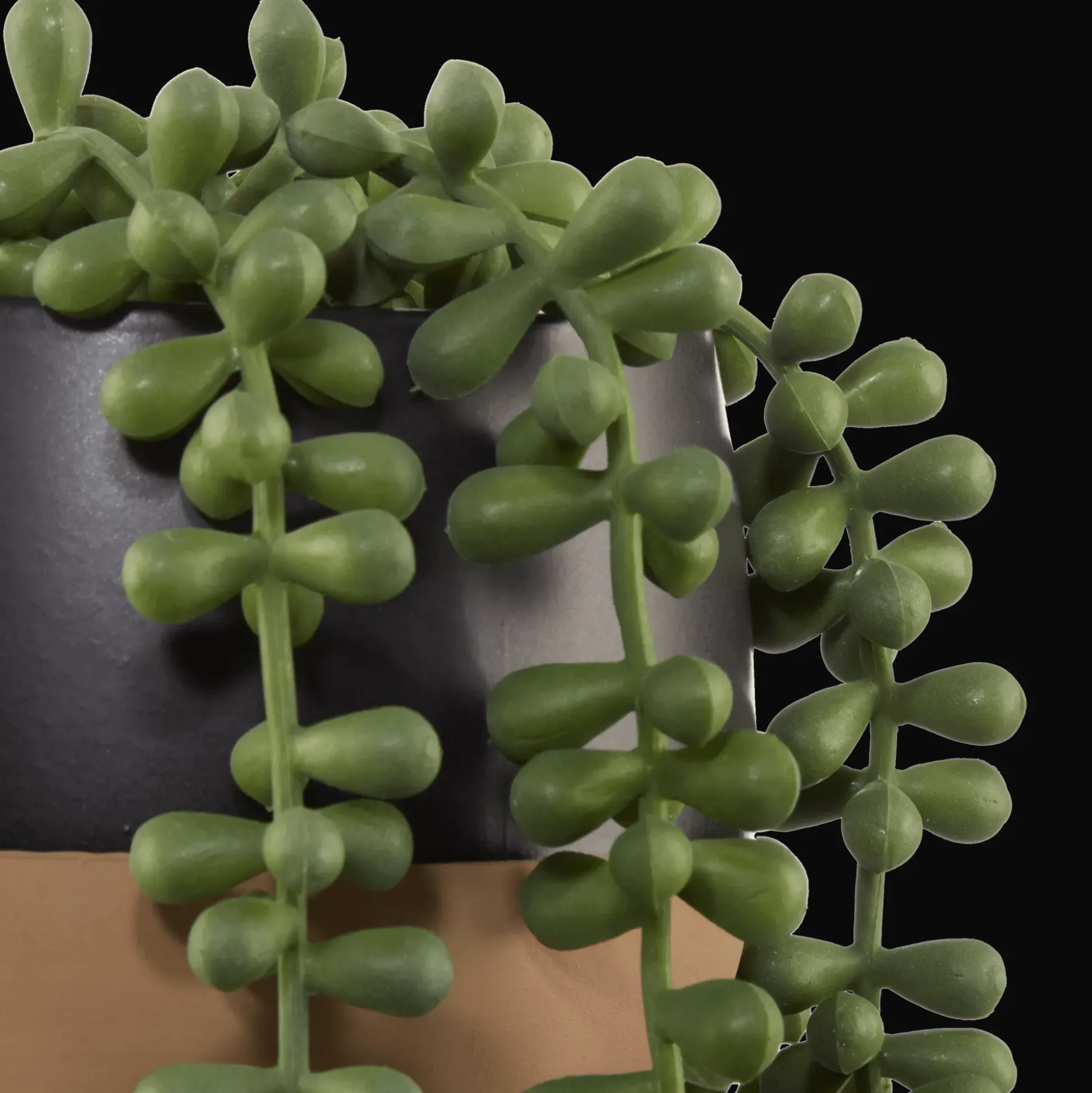 Waterfall Plant in Ceramic Pot