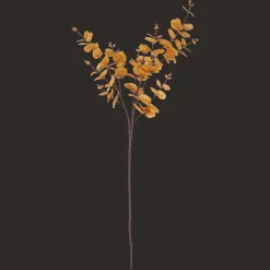 Yellow Eucalyptus Stem